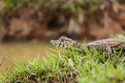 Close-up of crocodile on grass
