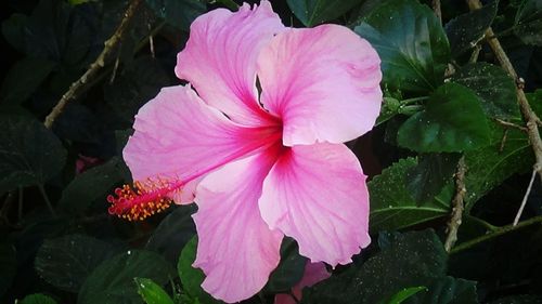 Close-up of pink flower