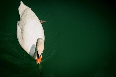 High angle view of swan swimming in lake