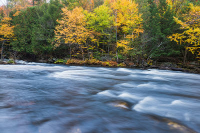 Scenic view of stream flowing amidst trees in forest