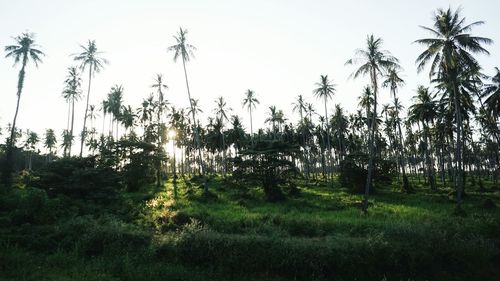Low angle view of trees against clear sky