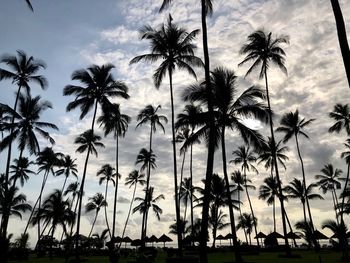 Low angle view of palm trees against sky