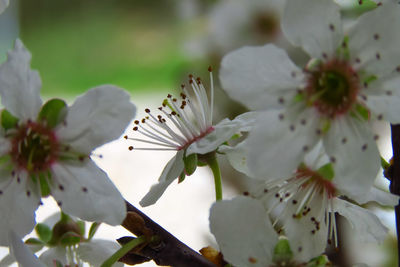 Close-up of white cherry blossom