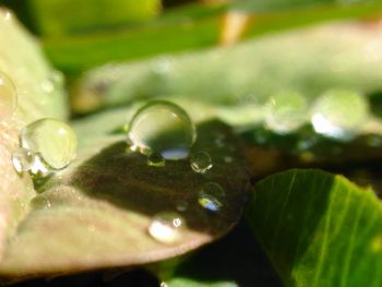 Close-up of water drop on leaf