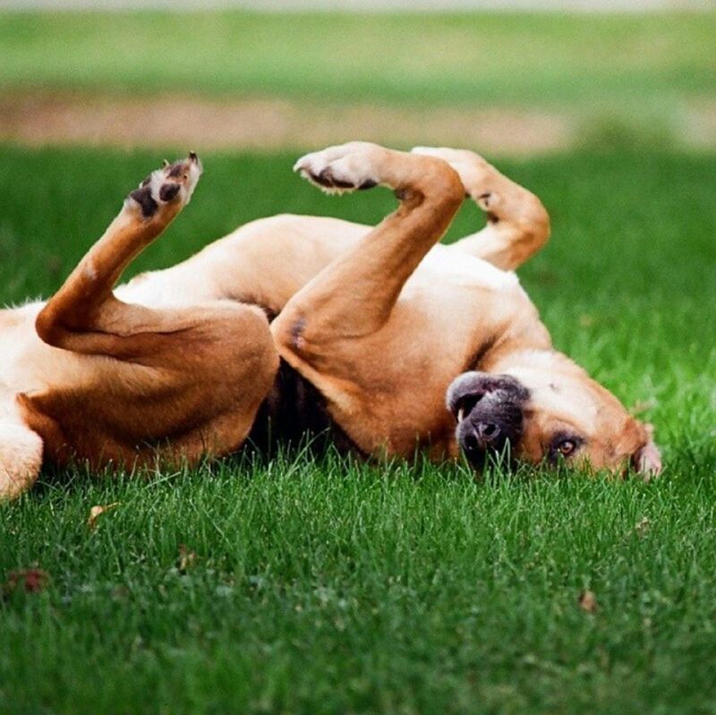 DOG RESTING ON GRASSY FIELD