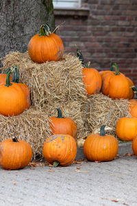 Many ripe halloween pumpkins as delicious vegetable in fall and thanksgiving season is orange fruit