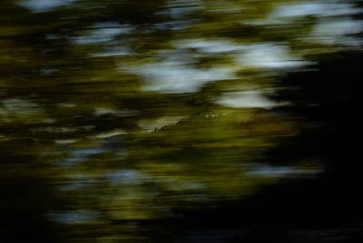 Reflection of trees in lake