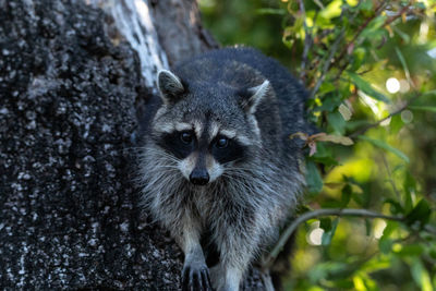 Young raccoon procyon lotor marinus forages for food in naples florida among the forest.