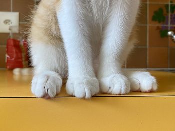 Close-up of a white cat