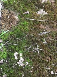 High angle view of flowering plant on field