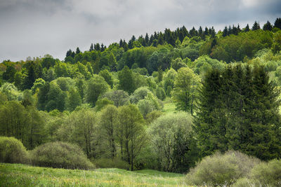 Pine trees in forest against sky