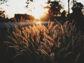 Close-up of plants growing on field during sunset