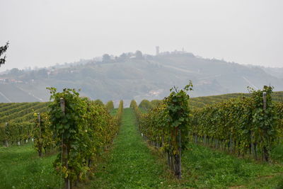 Vineyard against sky