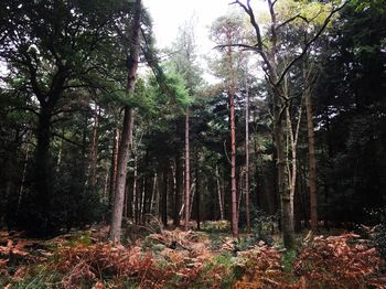 Trees in forest