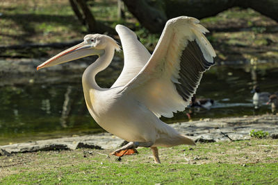Pelican on a land