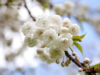 Close-up of white cherry blossom tree