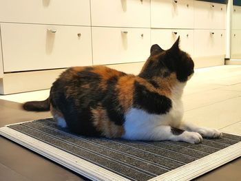 Close-up of a cat resting on floor