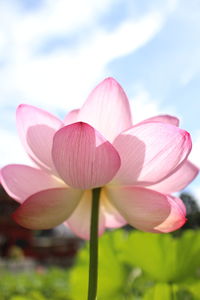 Close-up of pink lily lotus against sky