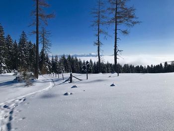 Trees on snow covered field against sky