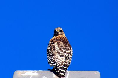 Close-up of owl perching on clear blue sky