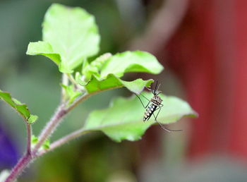 Close-up of insect on leaf