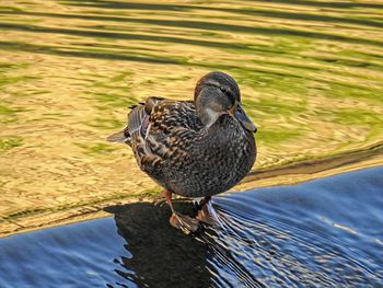 High angle view of bird perching on a lake