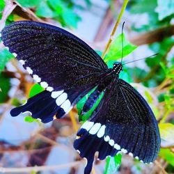 Close-up of butterfly on leaf