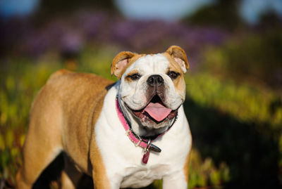 Close-up portrait of dog