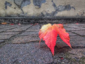 Close-up of maple leaves