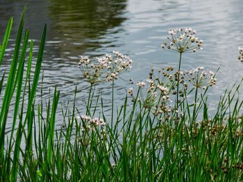 Close-up of flowering plants by lake