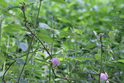 Close-up of purple flowering plant