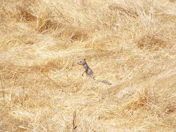 Bird perching on a field