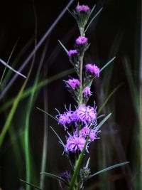 Close-up of butterfly on purple flower