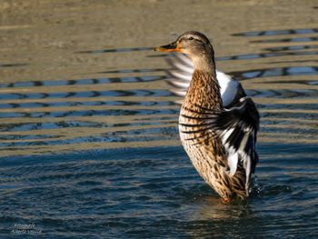 Close-up of a duck