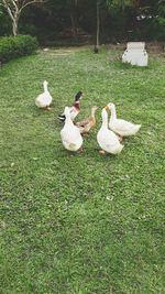 Flock of birds on field