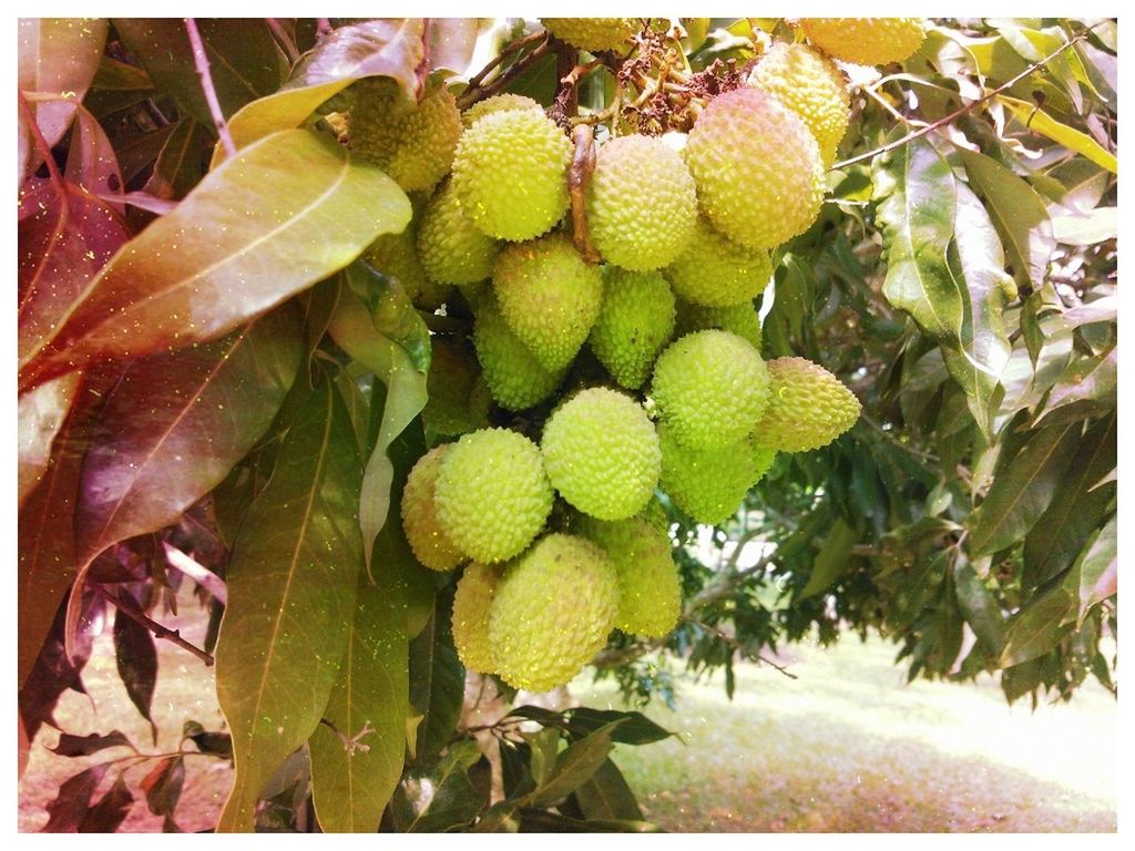 fruit, food and drink, food, growth, healthy eating, freshness, leaf, tree, transfer print, green color, close-up, agriculture, branch, ripe, nature, auto post production filter, grape, growing, citrus fruit, bunch