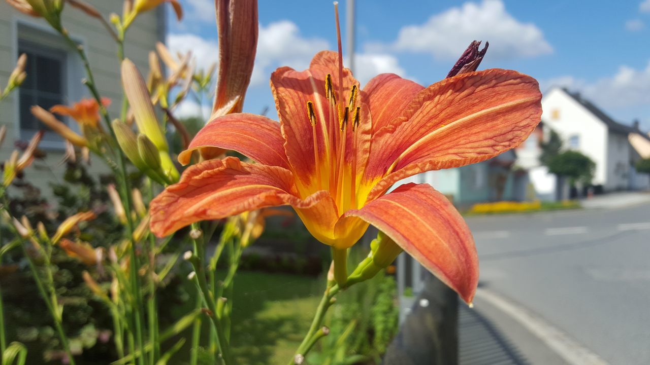 flower, plant, flowering plant, beauty in nature, nature, freshness, lily, petal, orange color, close-up, growth, fragility, flower head, daylily, inflorescence, yellow, focus on foreground, day, outdoors, sky, no people, leaf, botany, pollen, sunlight, springtime