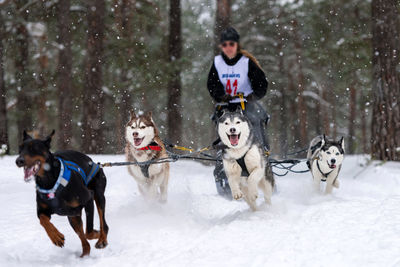 Dog running on snow covered landscape