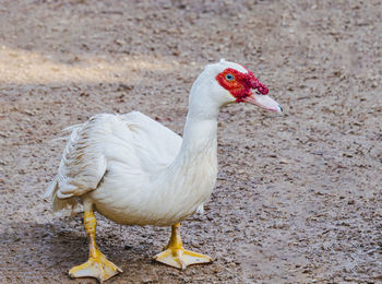 Close-up of a bird