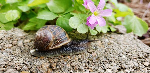 Close-up of snail on flower