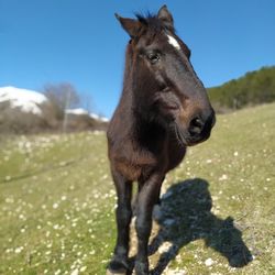 Close-up of a horse on field