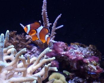 Close-up of clown fish swimming by coral in sea