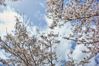 Low angle view of cherry blossoms against sky