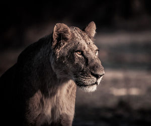 Close-up of a cat looking away