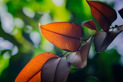 Close-up of orange flowering plant