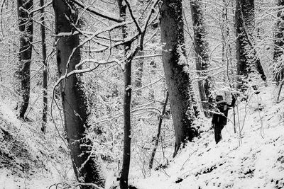Bare trees on snow covered land