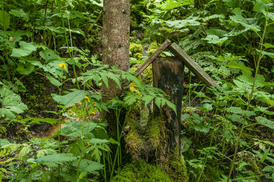 Trees in forest