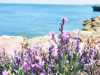 Close-up of purple flowering plants by sea