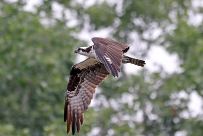 Low angle view of bird flying against trees