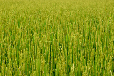 Full frame shot of corn field